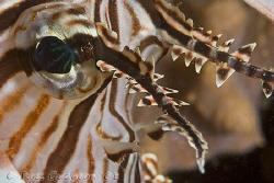 Eye to eye with a young Lionfish.  Exmouth Gulf, Western ... by Ross Gudgeon 